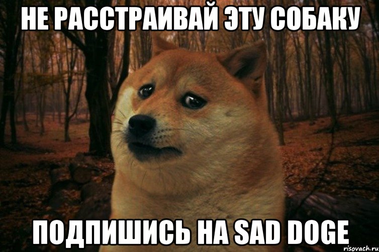 Не расстраивай эту собаку подпишись на Sad Doge, Мем SAD DOGE