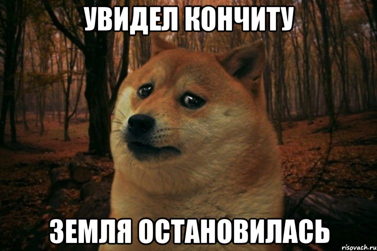 Увидел кончиту Земля остановилась, Мем SAD DOGE