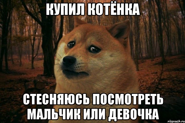 купил котёнка стесняюсь посмотреть мальчик или девочка, Мем SAD DOGE