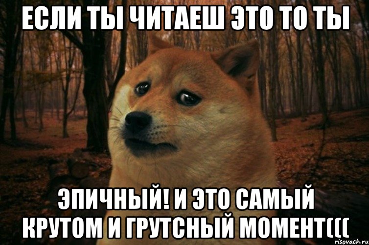 Если ты читаеш это то ты ЭПИЧНЫЙ! и это самый крутом и грутсный момент(((, Мем SAD DOGE