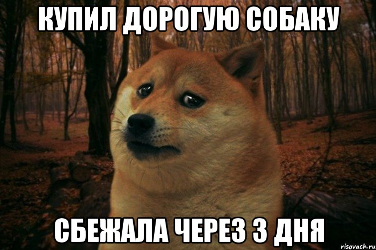 Купил дорогую собаку сбежала через 3 дня, Мем SAD DOGE