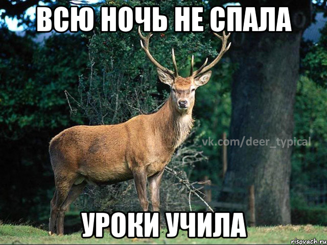 всю ночь не спала уроки учила, Мем Паблик Типичный олень