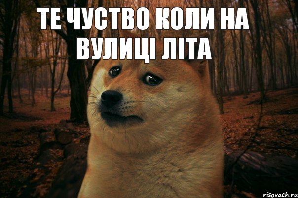 те чуство коли на вулиці літа  а ти іше жирна, Мем SAD DOGE