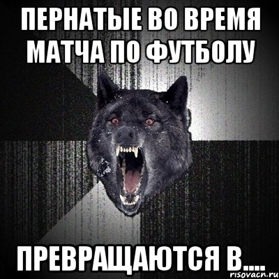 Пернатые во время матча по футболу превращаются в...., Мем Сумасшедший волк