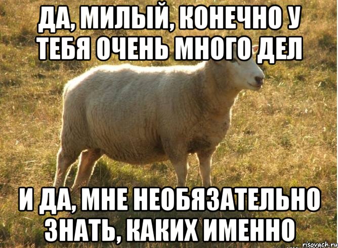 Да, милый, конечно у тебя очень много дел И да, мне необязательно знать, каких именно, Мем Типичная овца