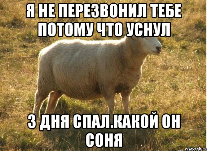 я не перезвонил тебе потому что уснул 3 дня спал.какой он соня, Мем Типичная овца