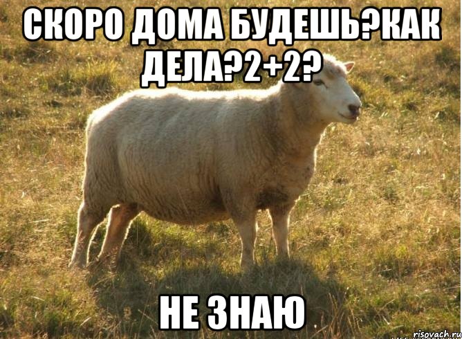 Скоро дома будешь?Как дела?2+2? не знаю, Мем Типичная овца