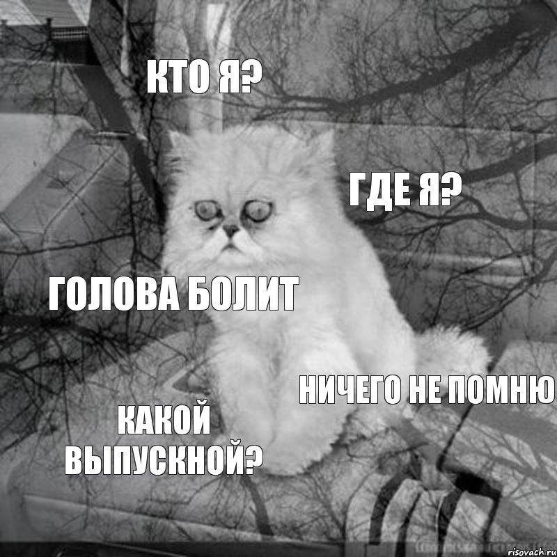 кто я? где я? голова болит ничего не помню какой выпускной?, Комикс  кот безысходность