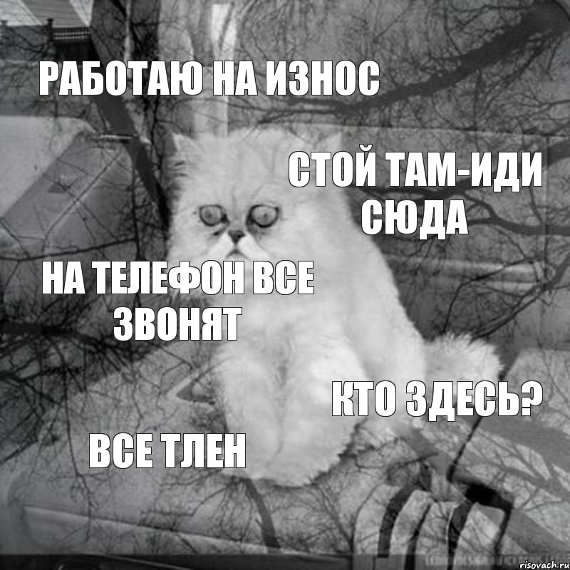 Работаю на износ Стой там-иди сюда На телефон все звонят Кто здесь? Все тлен, Комикс  кот безысходность