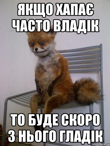 ЯКЩО ХАПАЄ ЧАСТО ВЛАДІК ТО БУДЕ СКОРО З НЬОГО ГЛАДІК, Мем Упоротая лиса