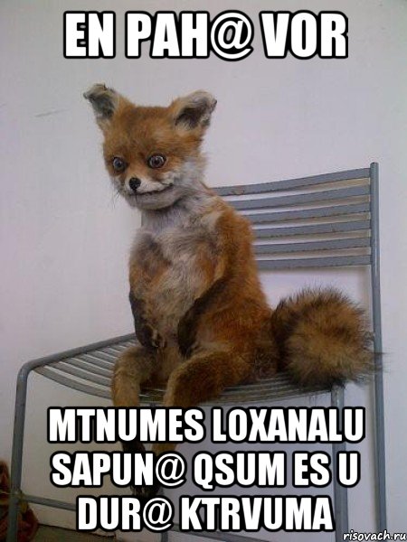 En pah@ vor mtnumes loxanalu sapun@ qsum es u dur@ ktrvuma, Мем Упоротая лиса