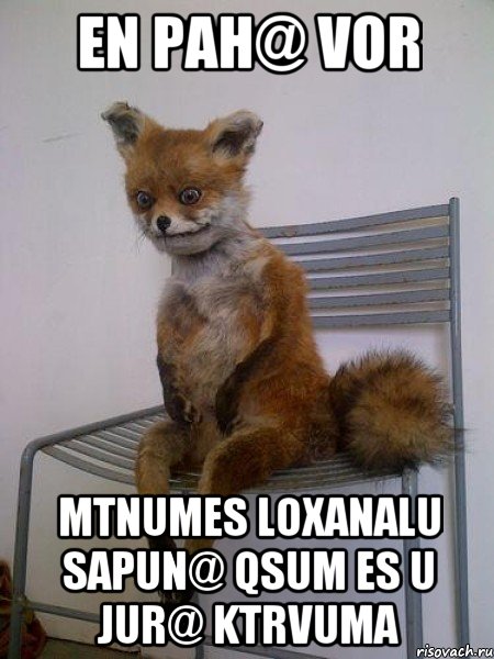 En pah@ vor mtnumes loxanalu sapun@ qsum es u jur@ ktrvuma, Мем Упоротая лиса