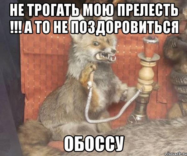 Не трогать мою прелесть !!! А то не поздоровиться Обоссу, Мем Упоротый лис курит кальян