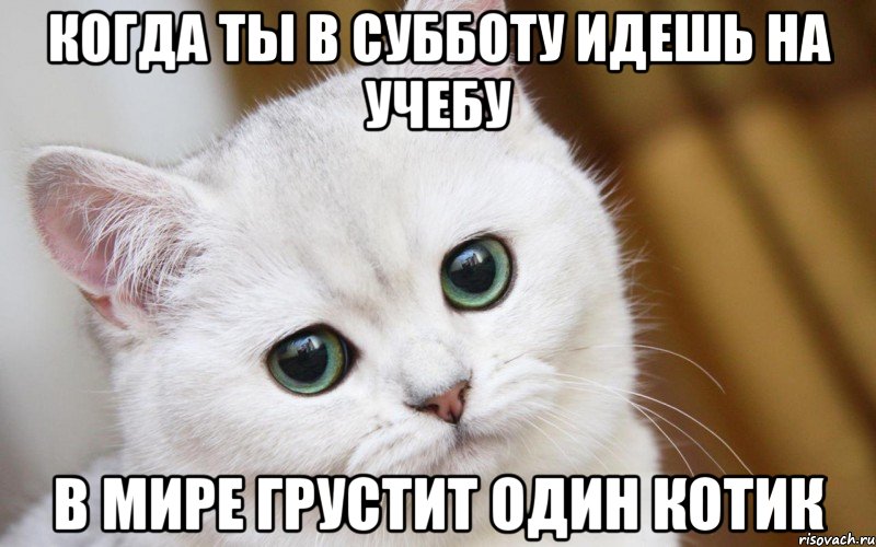 КОГДА ТЫ В СУББОТУ ИДЕШЬ НА УЧЕБУ В МИРЕ ГРУСТИТ ОДИН КОТИК, Мем  В мире грустит один котик