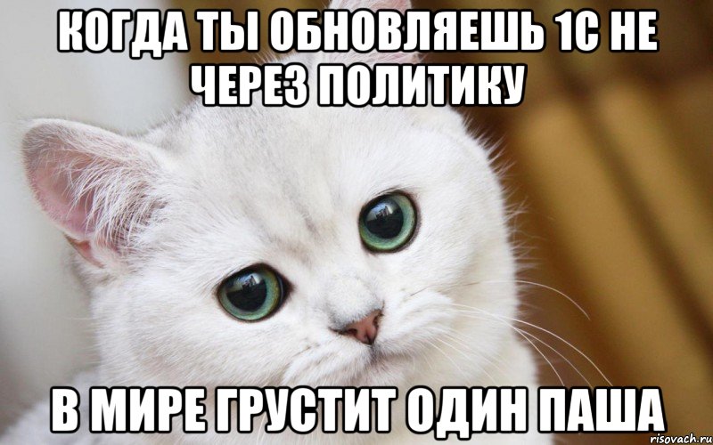 Когда ты обновляешь 1с не через политику в мире грустит один паша, Мем  В мире грустит один котик