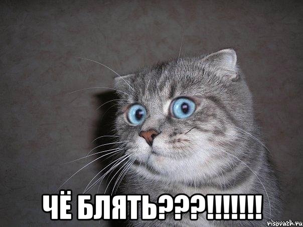  Чё блять???!!!!!!!, Мем  удивлённый кот