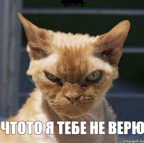  Чтото я тебе не верю, Комикс  злой кот