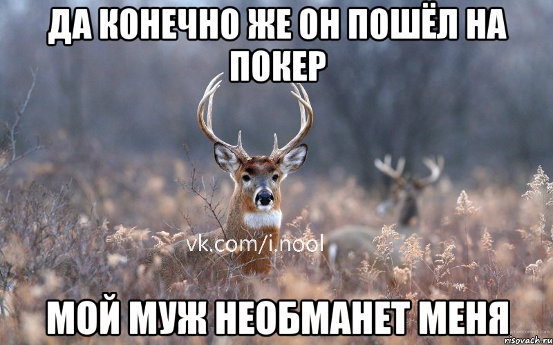 да конечно же он пошёл на покер мой муж необманет меня, Мем   Наивный олень