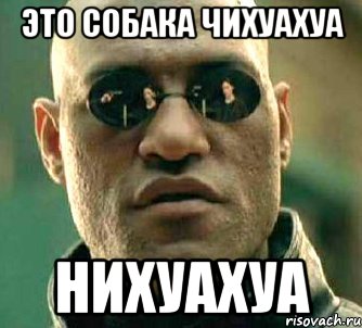 Это собака чихуахуа Нихуахуа, Мем  а что если я скажу тебе