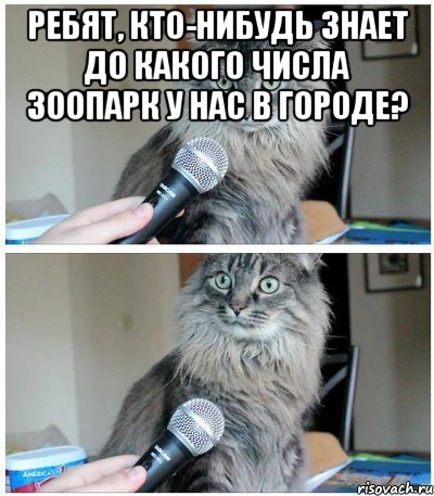 Ребят, кто-нибудь знает до какого числа зоопарк у нас в городе? , Комикс  кот с микрофоном