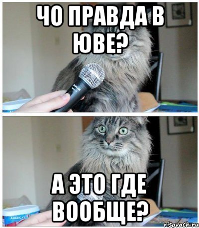 чо правда в юве? а это где вообще?, Комикс  кот с микрофоном