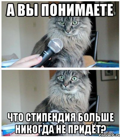 А ВЫ ПОНИМАЕТЕ ЧТО СТИПЕНДИЯ БОЛЬШЕ НИКОГДА НЕ ПРИДЁТ?, Комикс  кот с микрофоном