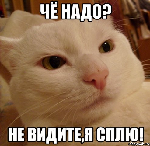 Чё надо? Не видите,я сплю!, Мем Дерзкий котэ