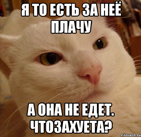 Я то есть за неё плачу А она не едет. ЧТОЗАХУЕТА?, Мем Дерзкий котэ