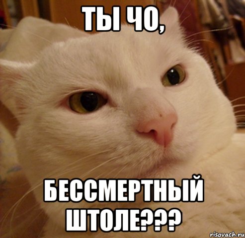 ты чо, бессмертный штоле???, Мем Дерзкий котэ