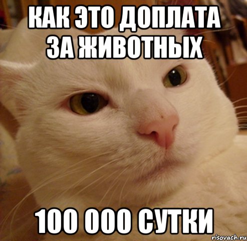 КАК ЭТО ДОПЛАТА ЗА ЖИВОТНЫХ 100 000 СУТКИ, Мем Дерзкий котэ