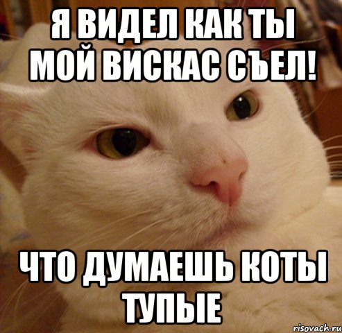 Я видел как ты мой вискас съел! что думаешь коты тупые, Мем Дерзкий котэ