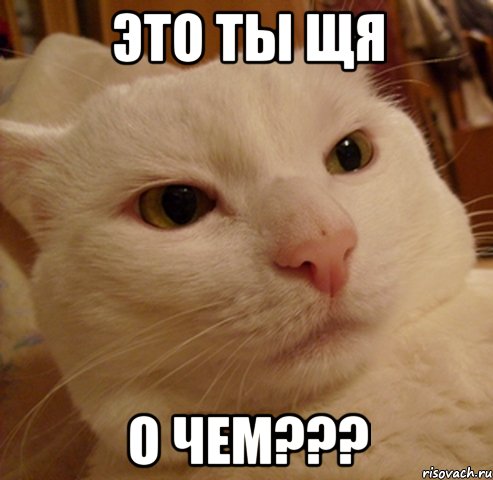 это ты щя о чем???, Мем Дерзкий котэ