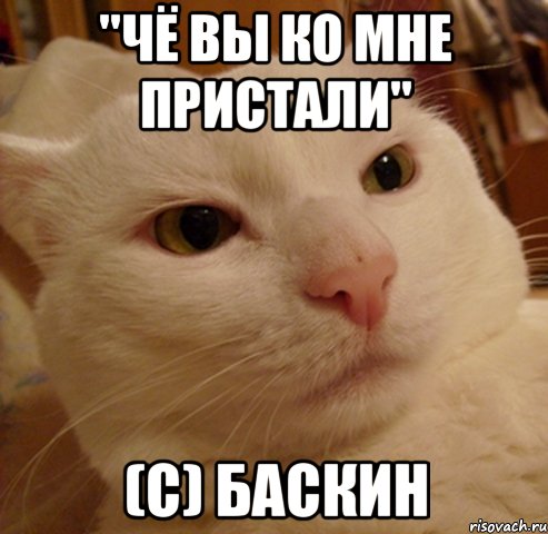 "ЧЁ ВЫ КО МНЕ ПРИСТАЛИ" (с) Баскин, Мем Дерзкий котэ