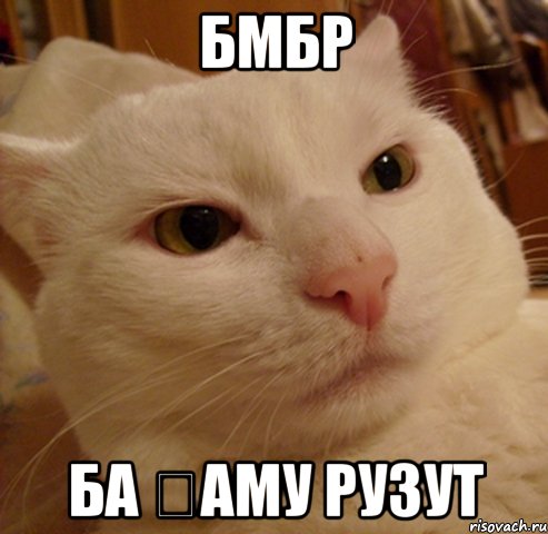 бмбр ба ҳаму рузут, Мем Дерзкий котэ