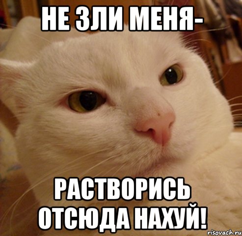 НЕ ЗЛИ МЕНЯ- РАСТВОРИСЬ ОТСЮДА НАХУЙ!, Мем Дерзкий котэ