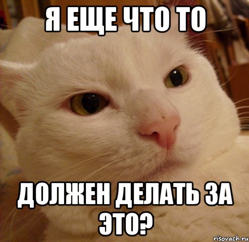 я еще что то должен делать за это?, Мем Дерзкий котэ