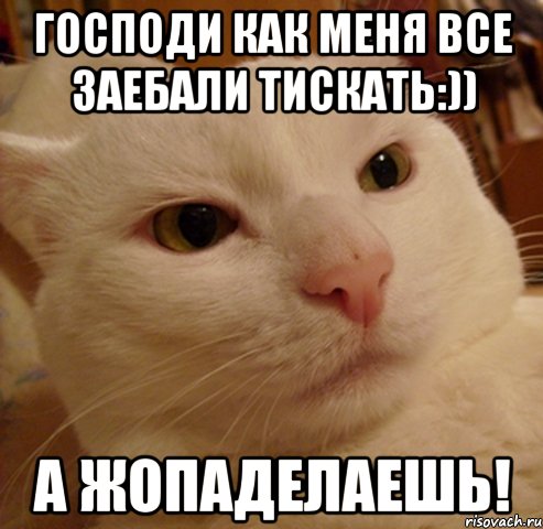 Господи как меня все заебали тискать:)) А Жопаделаешь!, Мем Дерзкий котэ