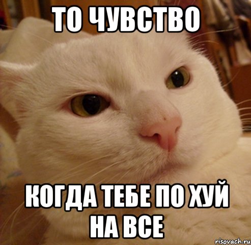 То чувство Когда тебе по хуй на все, Мем Дерзкий котэ