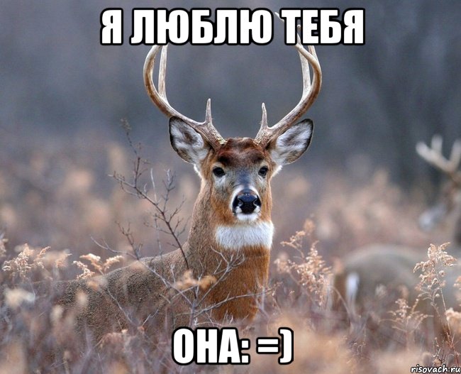 Я люблю тебя она: =), Мем   Наивный олень