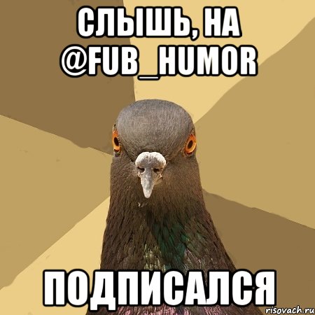 Слышь, на @fub_humor Подписался, Мем голубь