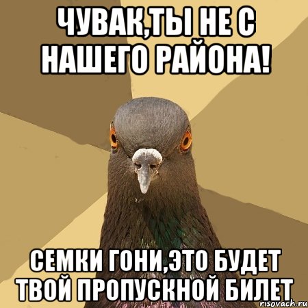 Чувак,ты не с нашего района! Семки гони,это будет твой пропускной билет, Мем голубь