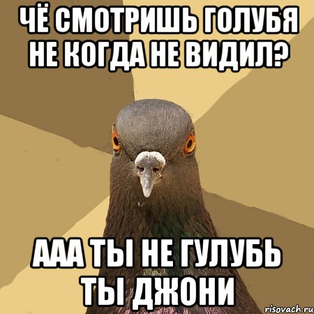 Чё Смотришь Голубя Не Когда Не Видил? ААА Ты не Гулубь Ты Джони, Мем голубь