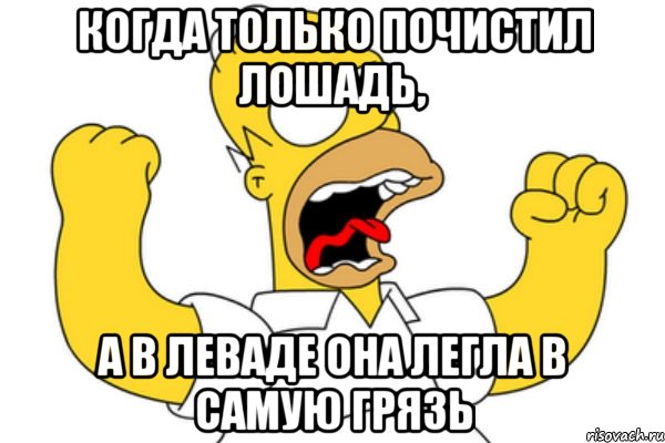 Когда только почистил лошадь, А в леваде она легла в самую грязь, Мем Разъяренный Гомер