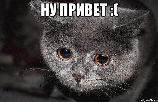 Ну привет :( , Мем  Грустный кот