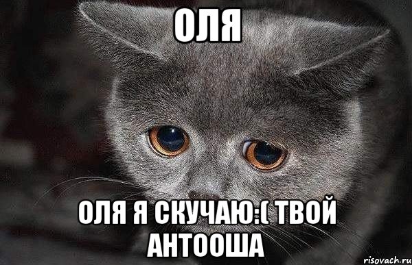 Оля Оля я скучаю:( твой Антооша, Мем  Грустный кот