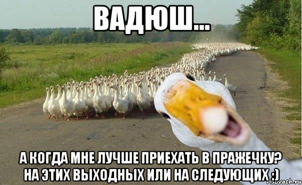 Вадюш... А когда мне лучше приехать в Пражечку? На этих выходных или на следующих :), Мем гуси