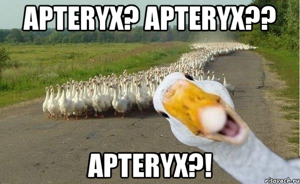 Apteryx? Apteryx?? Apteryx?!, Мем гуси
