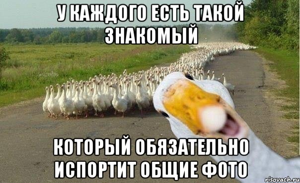 у каждого есть такой знакомый который обязательно испортит общие фото, Мем гуси