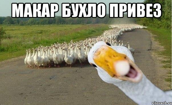 МАКАР БУХЛО ПРИВЕЗ , Мем гуси