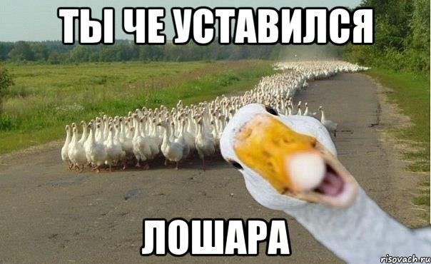 Ты че уставился Лошара, Мем гуси